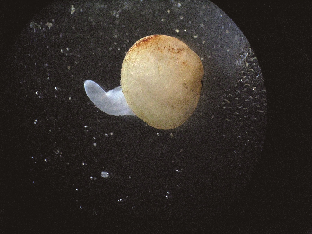 顯微鏡下的碗豆蜆活體吐出齒舌／楊正雄 攝