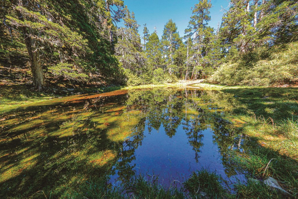 倒映樹影、綠意昂然的雪山翠池／廖玉蕙 攝