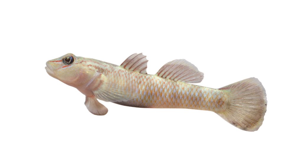 ｜火山口湖磺嘴池／陳志明 攝