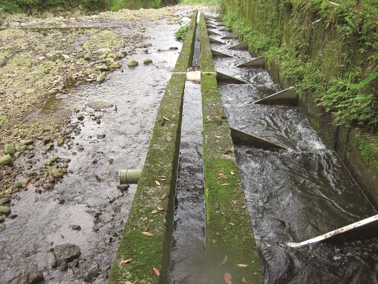｜陽管處於園區內架設魚梯，讓魚隻可以自由通行／陳宏豪 攝