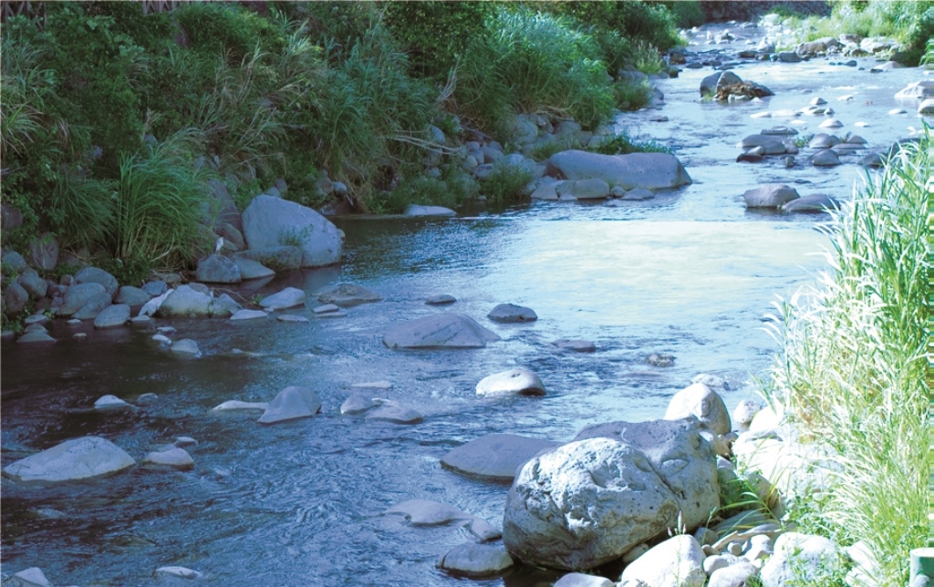 ｜八連溪下游的良好水質，給了水生生物優良的棲息環境
／陳義雄 提供