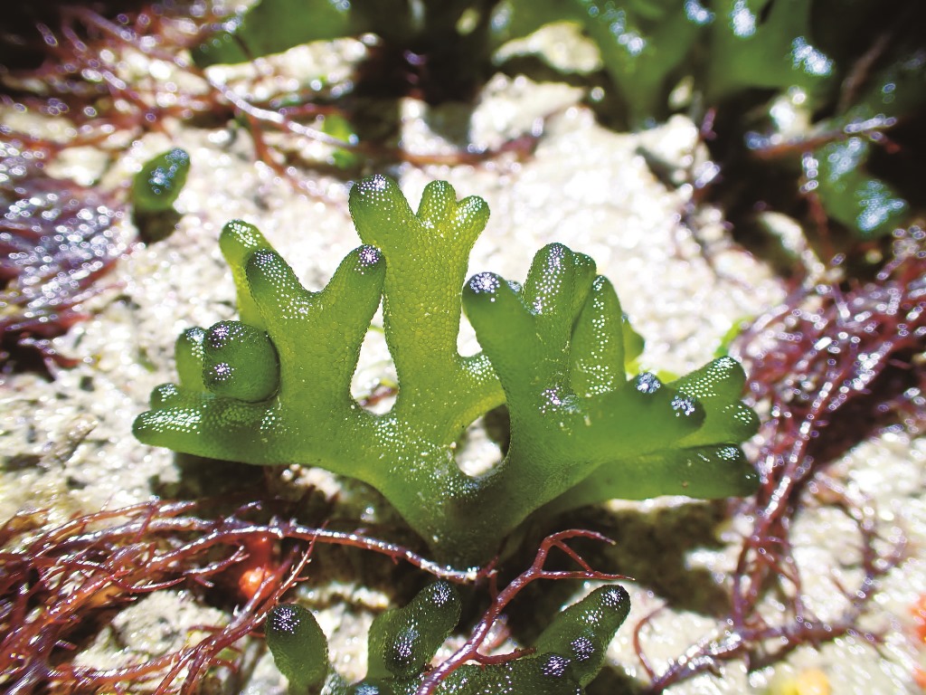 ｜近距離觀看松藻，曲線圓潤，色彩水靈／洪清漳 攝