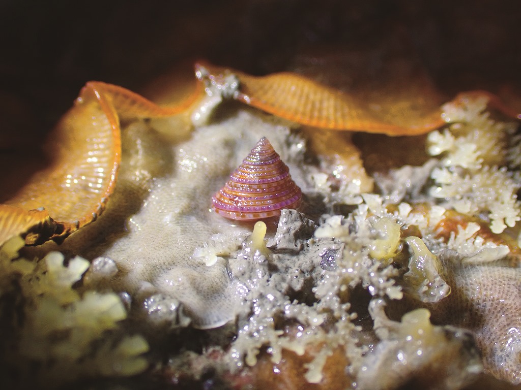 ｜潮間帶繽紛多彩，要找到漂亮的金門鐘螺需要專業觀察的好眼力／洪清漳 攝
