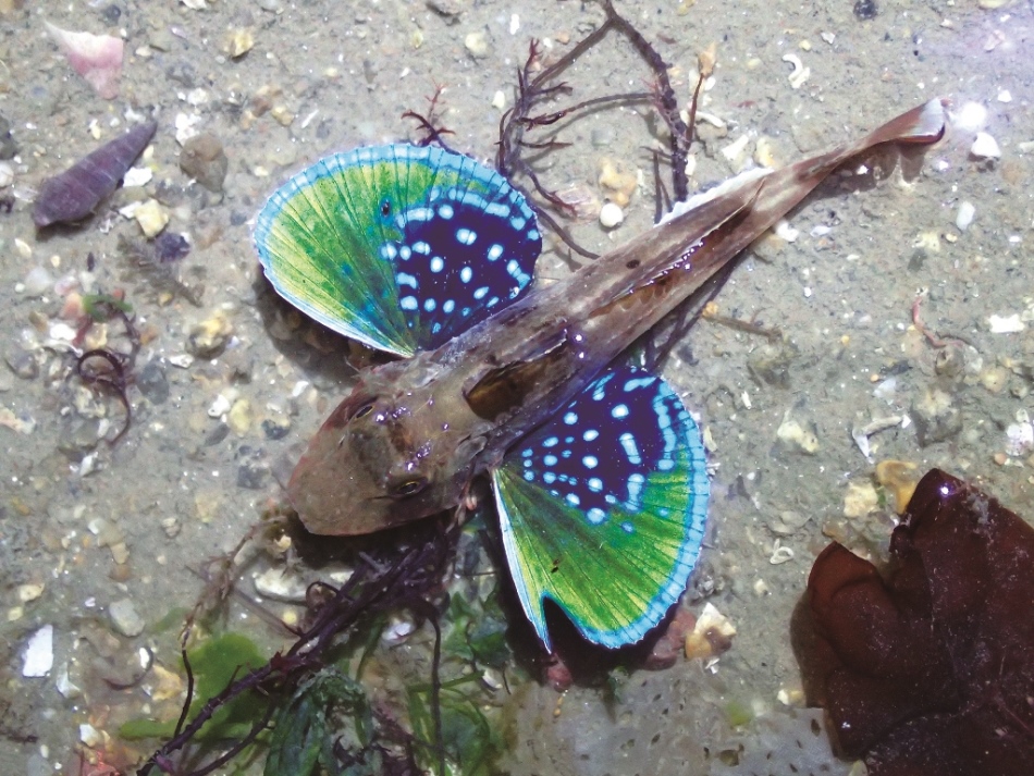 ｜金門潮間帶生物—棘黑角魚／洪清漳 攝