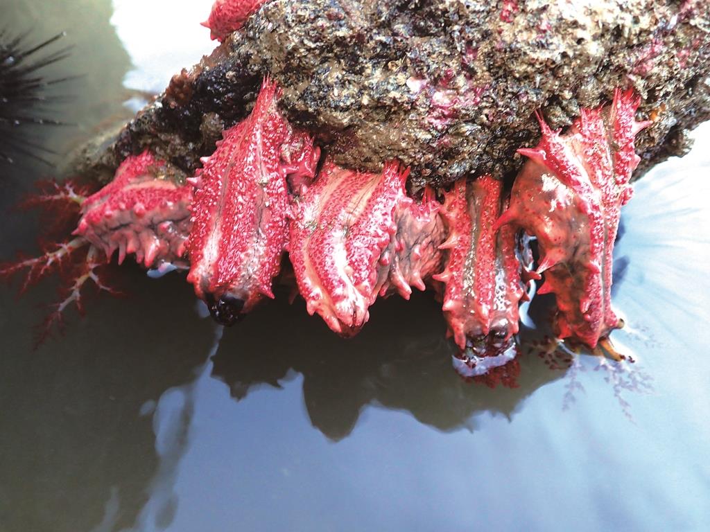 ｜金門潮間帶生物—方柱翼手參／洪清漳 攝