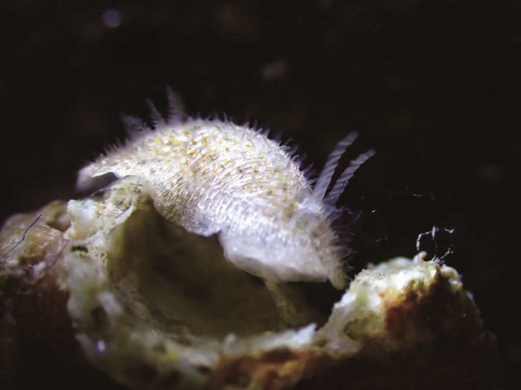 ｜毛菌瓣海蛞蝓／洪清漳 攝