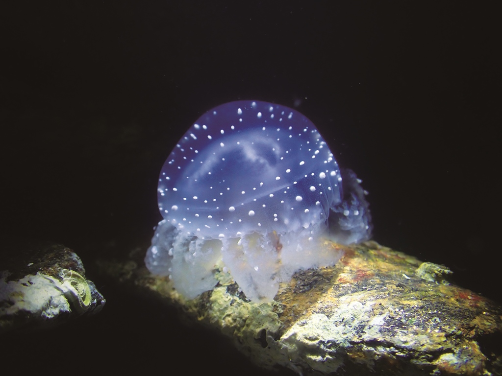 ｜金門潮間帶生物—巴布亞硝水母／洪清漳 攝