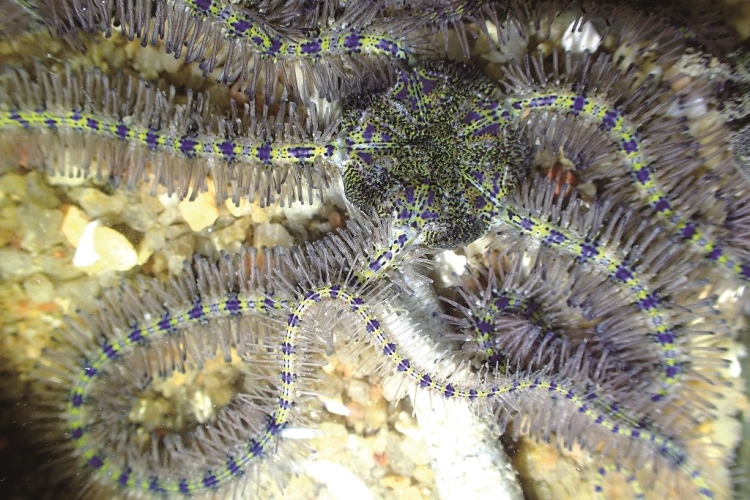 ｜宛如海底蜈蚣的陽隧足／洪清漳 攝
