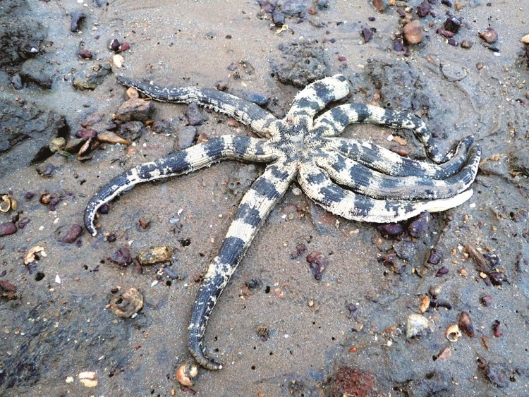 ｜斑砂海星，來自深海的大型海星／洪清漳 攝