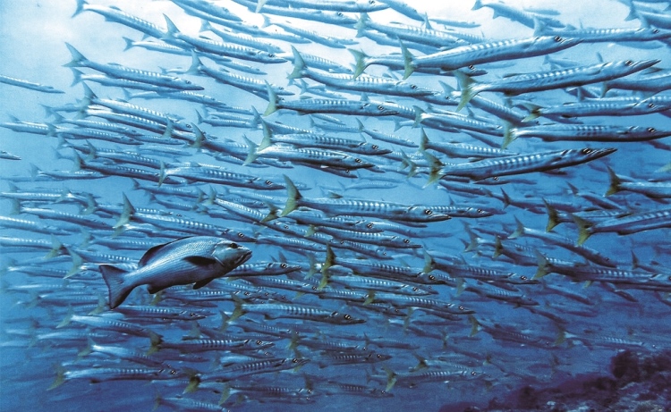 ｜龐大魚群於海中悠遊／島澳七七 提供
