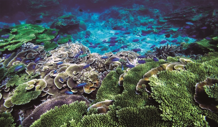 ｜澎湖珊瑚礁覆蓋率高，是珍貴的資產／珊瑚礁遊艇公司 提供
