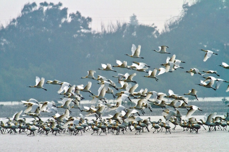 ｜於保護區飛舞的黑面琵鷺／王徵吉 攝
