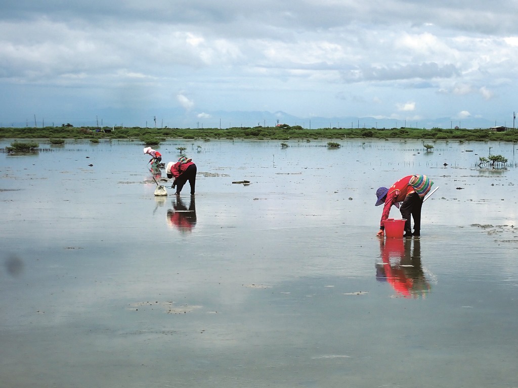 ｜每年5到7月開放當地居民採捕環文蛤／邱郁文 攝
