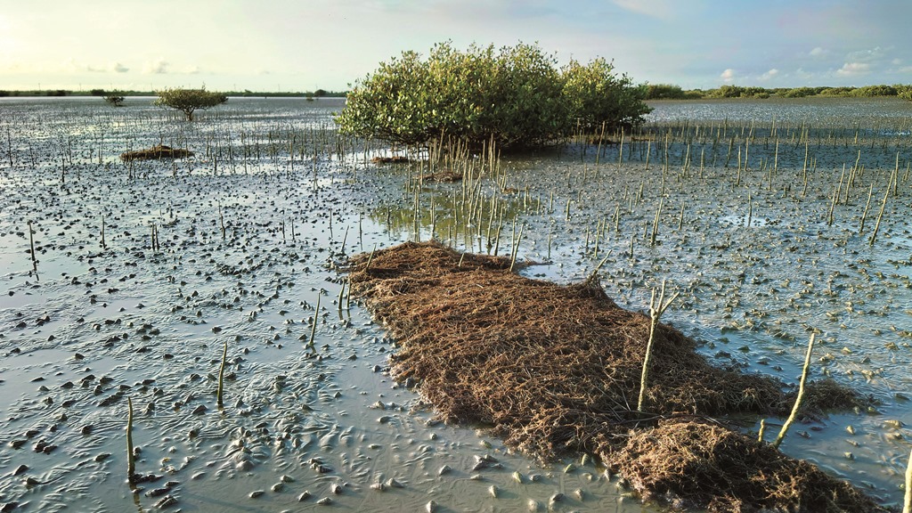 ｜灘地上生長茂盛的藻類植物龍鬚菜／邱郁文 攝
