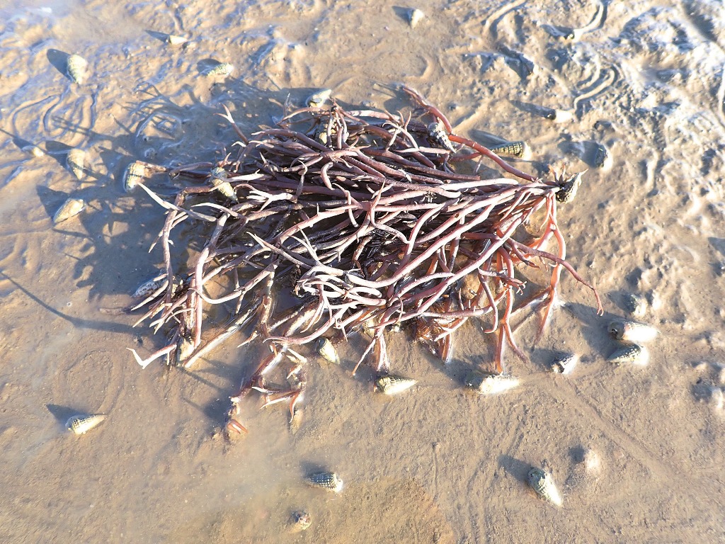 ｜｜生長於灘地的藻類植物龍鬚菜／邱郁文 攝
