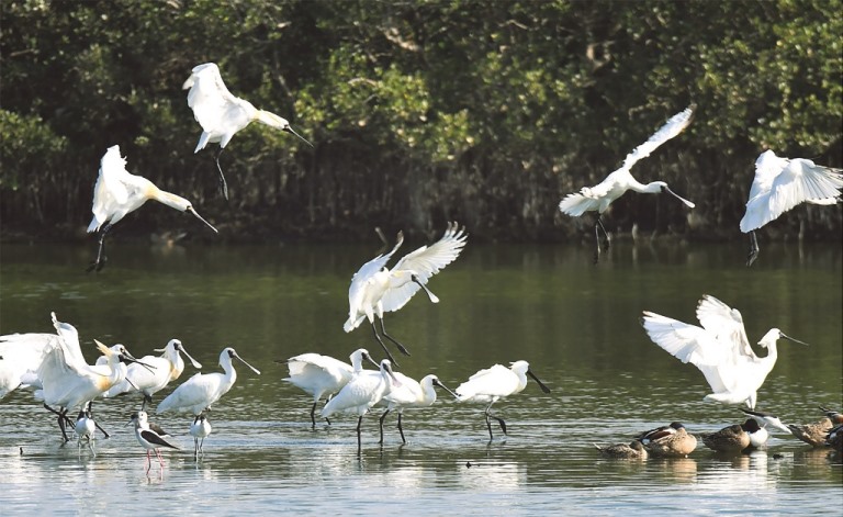 ｜曾文溪口濕地是黑面琵鷺的重要棲地／鍾榮中 攝
