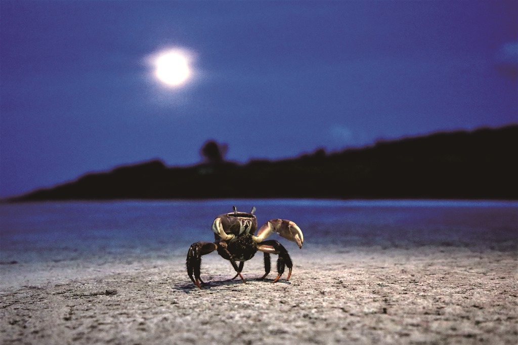 ｜抱卵的母蟹不受打擾的在東沙瀉湖旁的道路上橫行／吳明翰 攝
