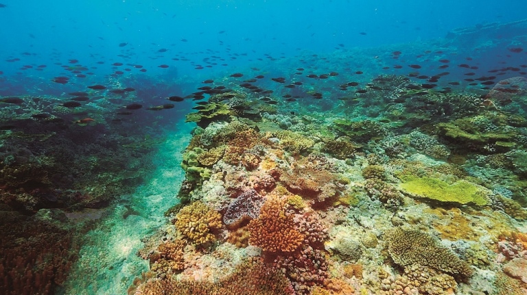 ｜海底的珊瑚礁與魚群／張育銘 攝
