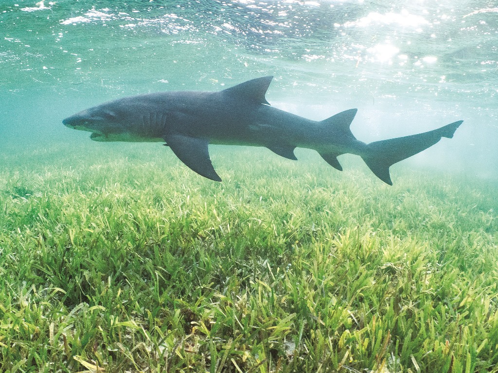 ｜尖齒檸檬鯊／蘇淮 攝
