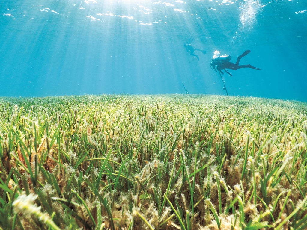 ｜東沙島北側海草床／蘇淮 攝
