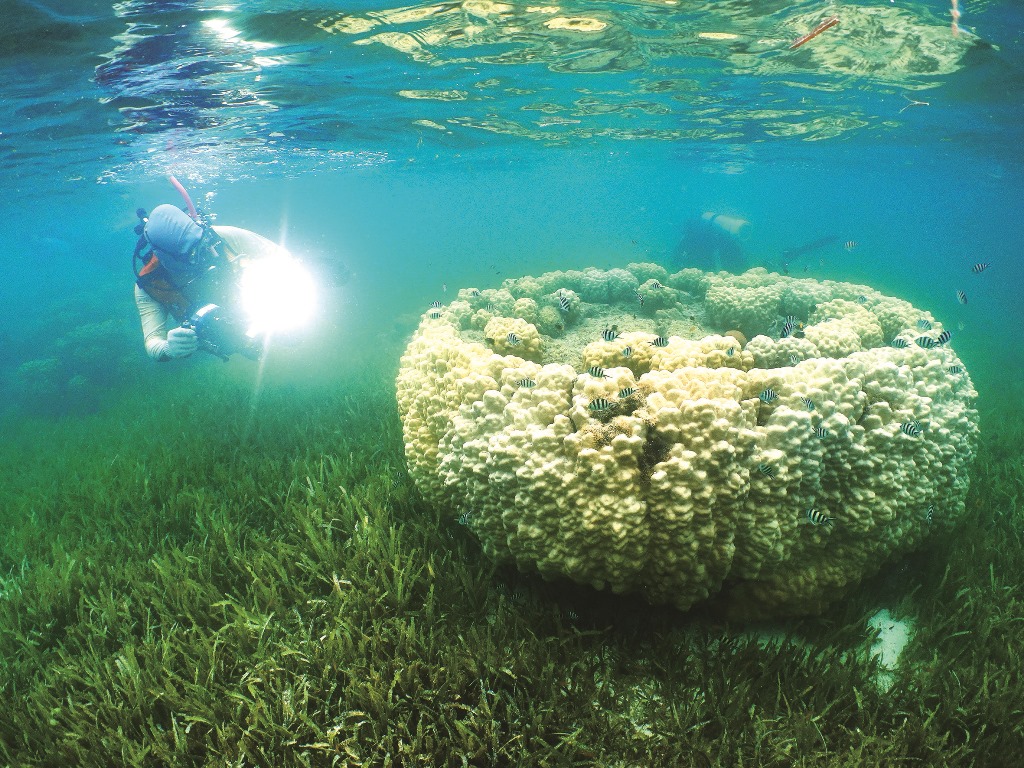 ｜東沙北岸海草床的微孔珊瑚／蘇淮 攝
