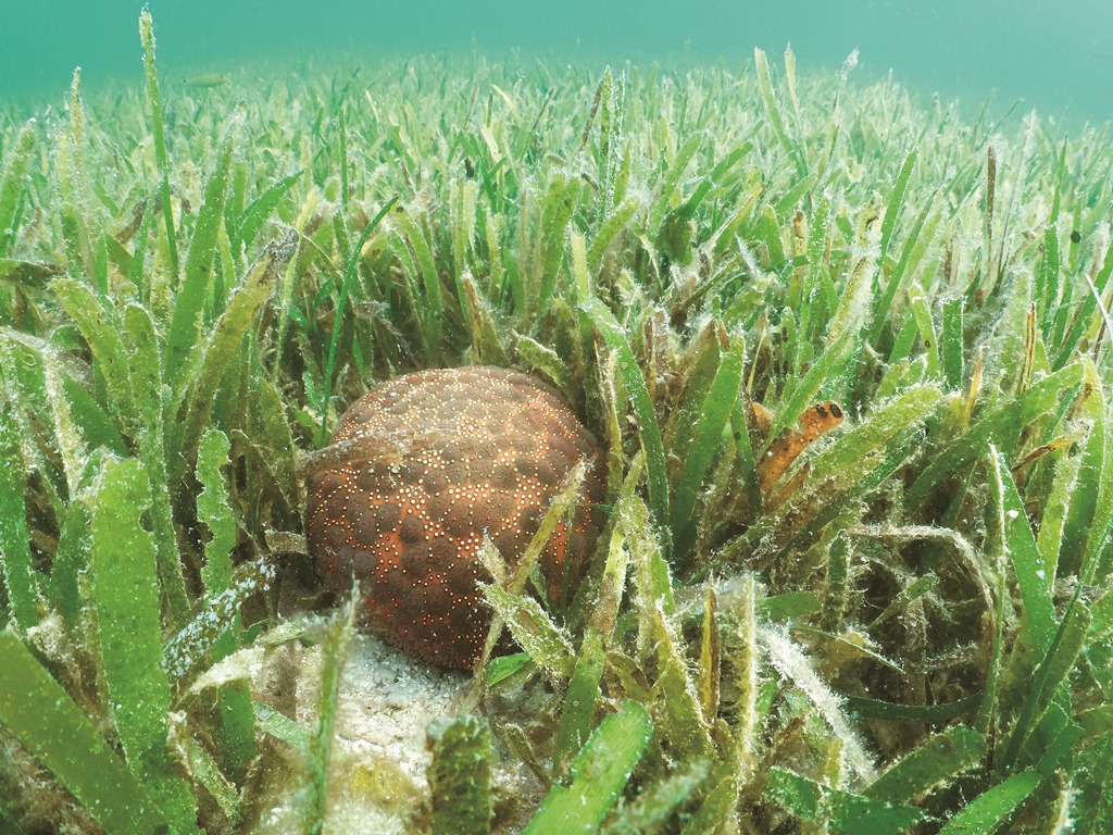 ｜棲息於海草床的麵包海星／蘇淮 攝
