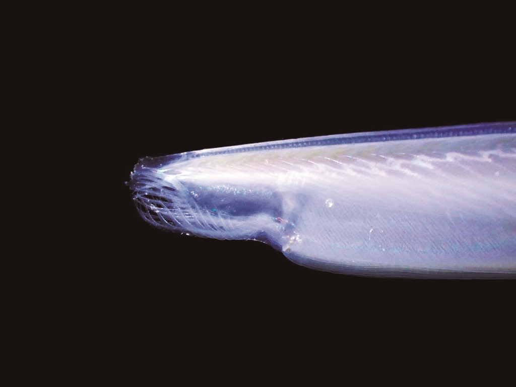 ｜日本文昌魚（吻部）／洪清漳 攝
