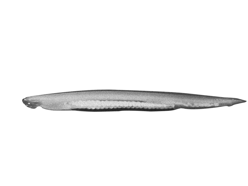 白氏文昌魚（Branchiostoma belcheri）
