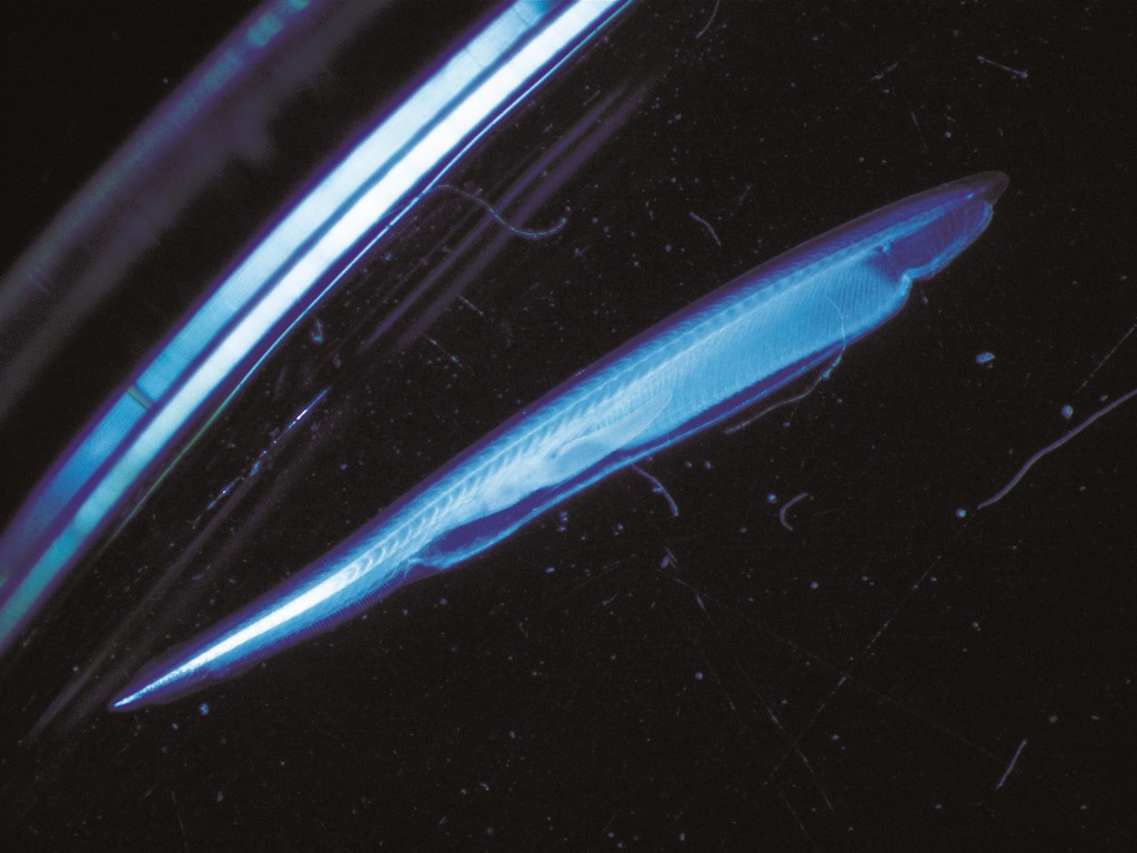 文昌魚在演化上提供了脊椎動物起源非常重要的線索／林秀瑾 攝
