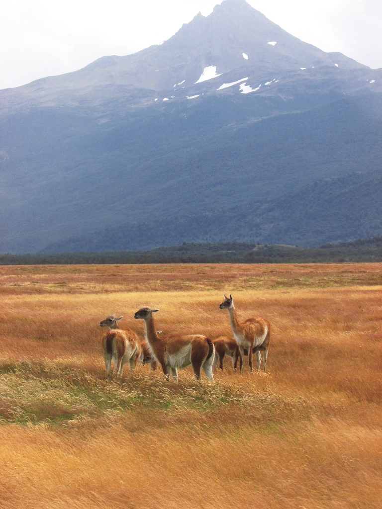 ｜百內國家公園內的野生羊駝／典匠 提供

