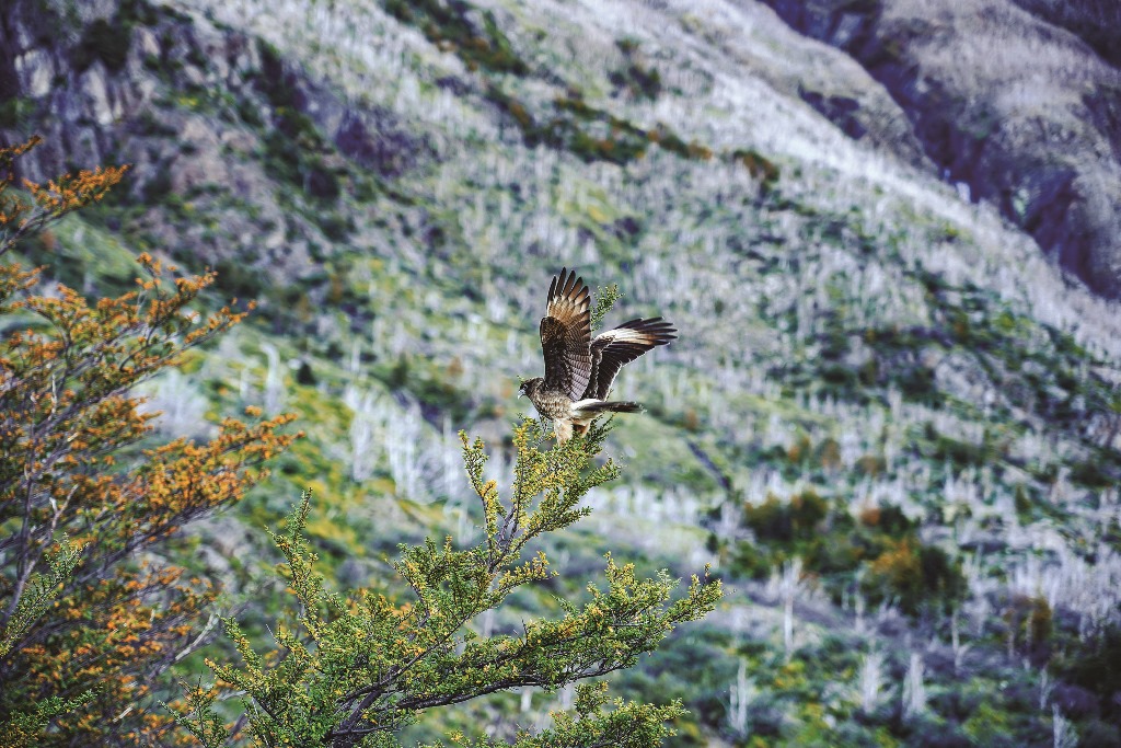 ｜南美特有的鵟鵰在巴塔哥尼亞的空中翱翔／楊世泰 攝
