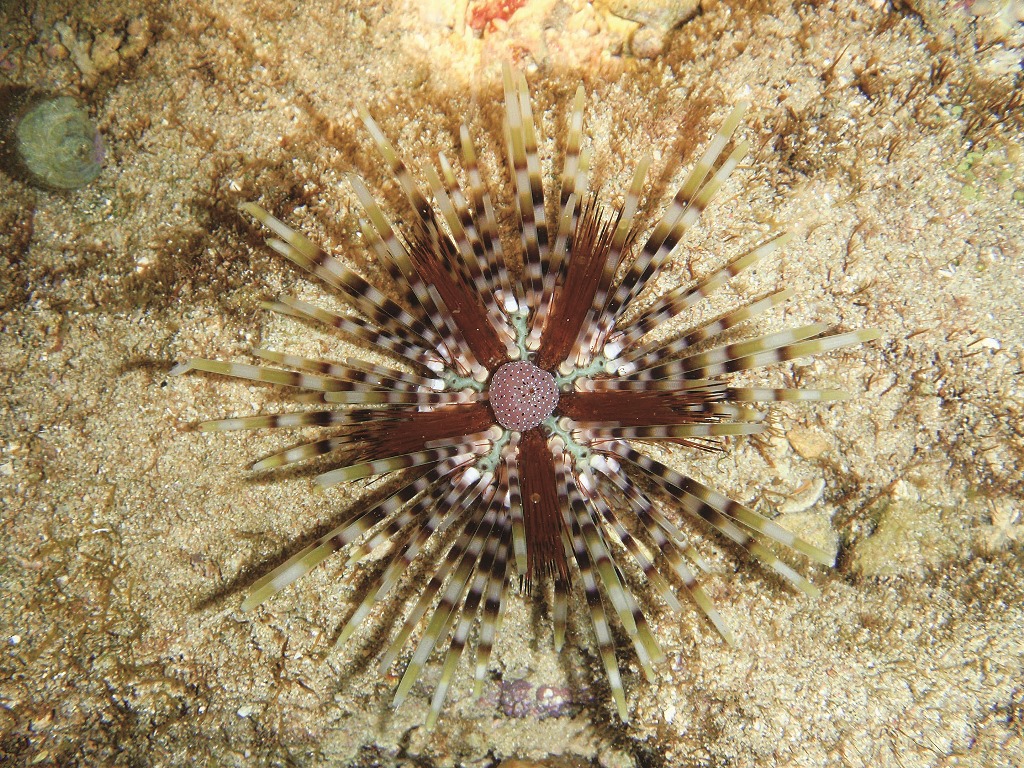 夏日海洋萬花筒