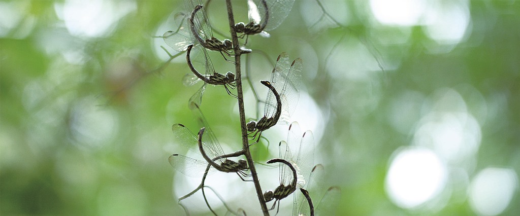 微觀墾丁—蟲蟲小宇宙