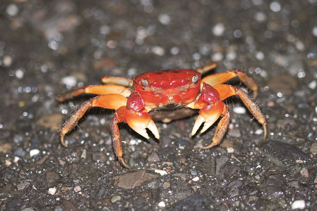 墾丁仲夏夜未眠