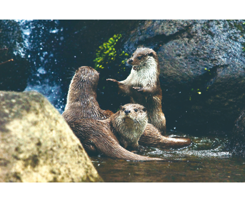 歐亞水獺為法定瀕臨絕種保育類動物（攝於臺北市立動物園）／詹德川 攝