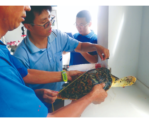 海管處人員為受傷海龜紀錄基本資料／海管處 提供