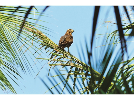 ｜每年10 月自北向南避寒過冬的灰面鵟鷹／陳忠能 攝