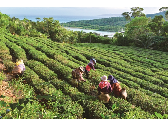 ｜港口茶園風光／陳忠能 攝