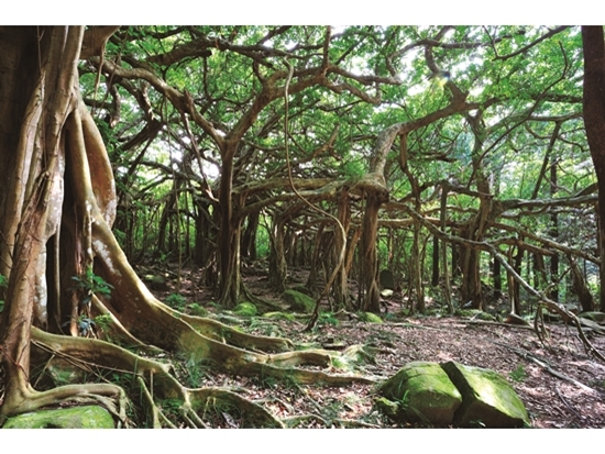 ｜遊客口中的白榕園，是屬於林試所港口工作站的苗圃／陳忠能 攝