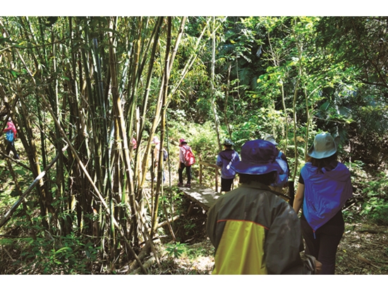 ｜走進滿茶古道感受清幽生態之美，也認識地方發展記憶／陳忠能 攝