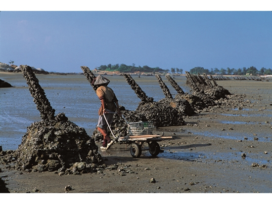 曾作為反登陸阻絕設施的軌條砦覆滿蚵殼，構成戰地文化與民生融合的景象