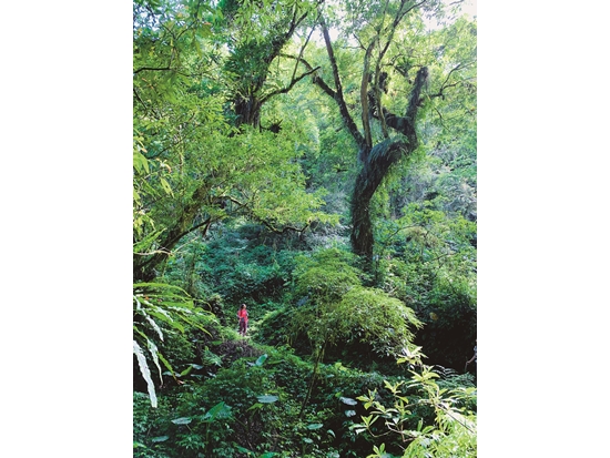 暖暖蛇共學團導師至大禮大同步道登山進修／蔡芷芳 攝