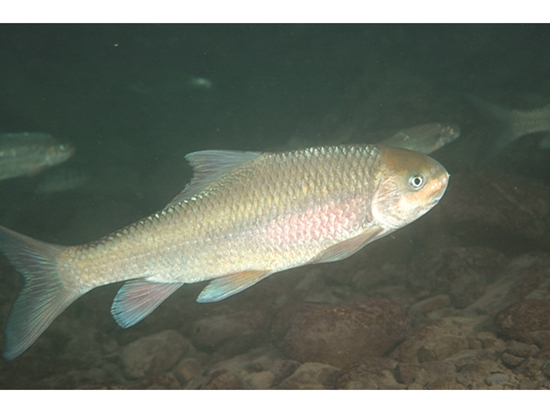 高身鯝魚以附著在石頭上的藻類為主食／韓僑權 攝