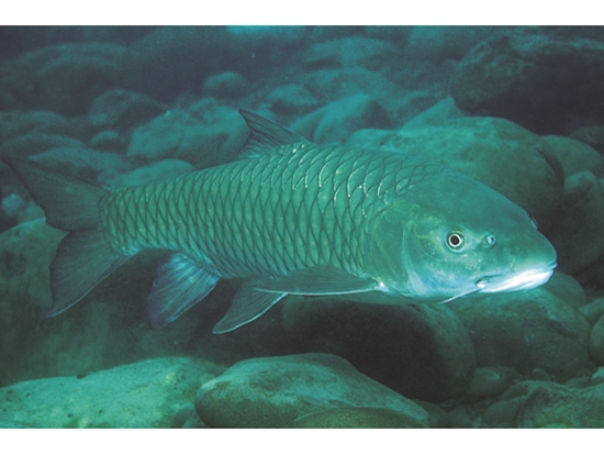 何氏棘魞屬臺灣特有種，喜棲於水流湍急的中上游／韓僑權 攝