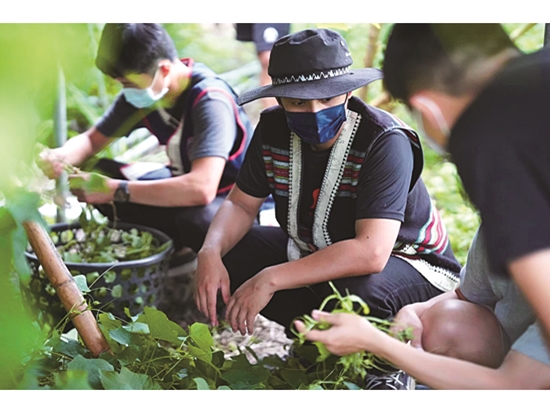 民宿體驗遊程的一日三餐活動，帶領遊客採摘傳統作物龍鬚菜／ LuMah 民宿 提供