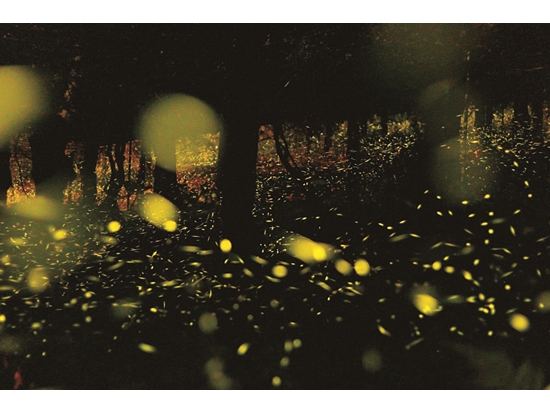 那瑪夏區公所與在地協會、民宿合作規劃賞螢季／LuMah 民宿 提供