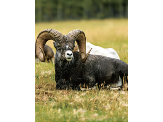 庫瓦倪國家公園內的大角羊