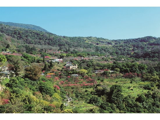 陽明山國家公園十八份一帶丘陵至今仍有零星茶園／陳宏豪 攝