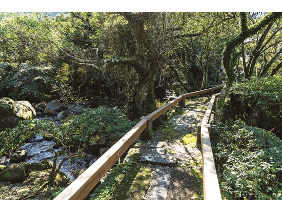 大屯溪古道起點的三板橋，是產業發展初期運送茶葉的要道／里昂紅攝影工作室 攝