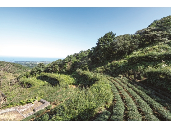 大屯山區氣候適宜茶樹生長／里昂紅攝影工作室 攝